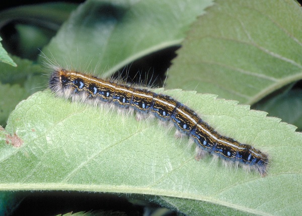 Eastern Tent Caterpillar Entomology