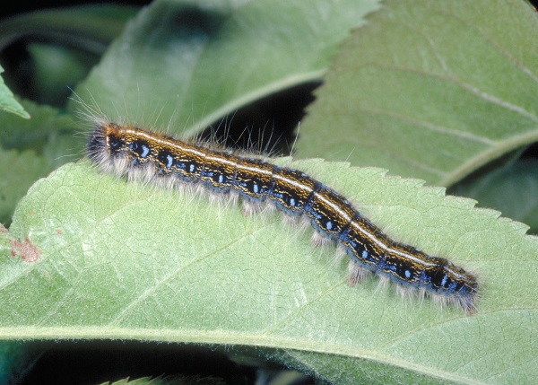 Figure 1. An eastern tent caterpillar.
