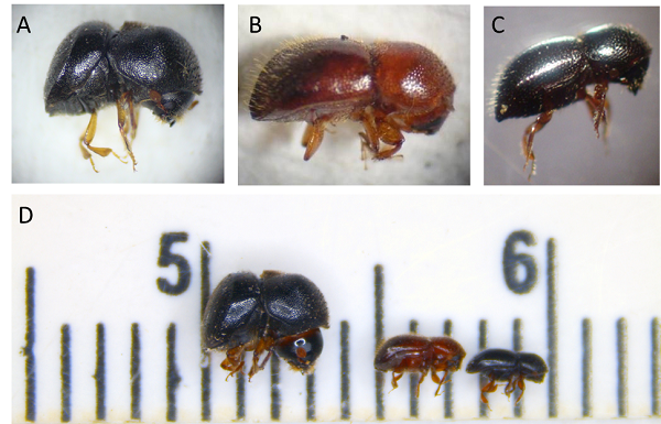 Figure 1. A) Camphor shot borer B) Granulate ambrosia beetle) and C) Black stem borer, D) Size comparison in millimeters. (Photos by Zenaida Viloria)