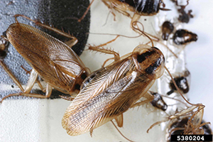 German cockroaches are common and prolific pests within buildings