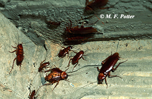 American cockroaches congregate in dark, moist locations.