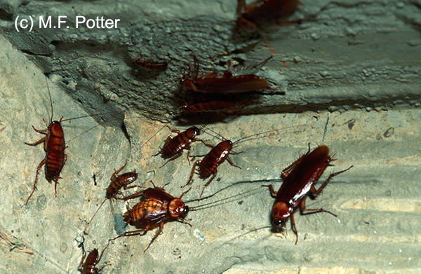 American cockroaches congregate in dark, moist locations.