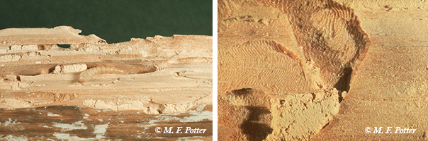 Larval tunnels are filled with powder and often display a rippled appearance.