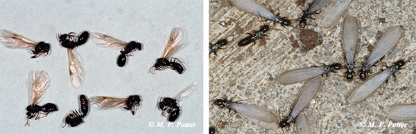 Appearance of winged ants (left) versus winged termites (right). Note the pinched waist and elbowed antennae on the ant.