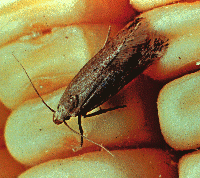 Angoumois Grain Moth