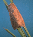 Armyworm Moth