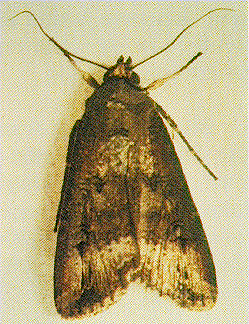 black cutworm moth