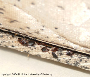 Las chinches de cama se congregan en las costuras del colchón y los muelles debajo del colchón. Las manchas son el excremento del insecto.
