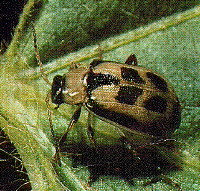 Bean Leaf Beetle