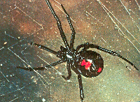 La araña viuda negra hembra