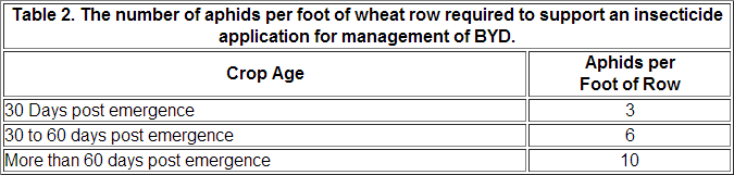 BYD: Aphids per row