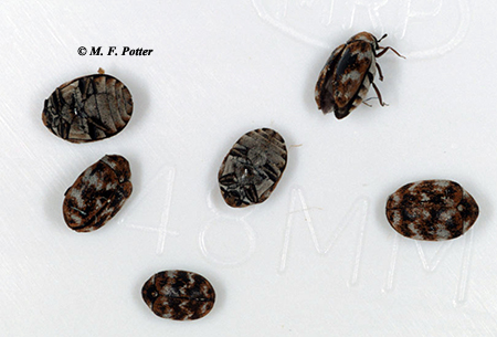 Adult carpet beetles are small and often appear speckled or mottled.