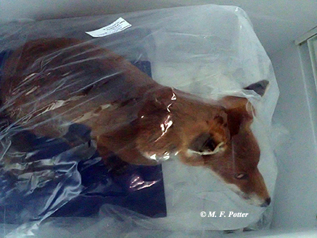 Prior to freezing, items (such as this taxidermy mount) should be wrapped in plastic.    
