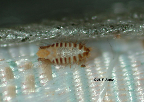 What is this? Found crawling over carpet beetle trap. England, uk