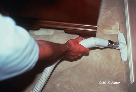 Removing accumulations of lint and hair can help prevent problems with carpet beetles. 