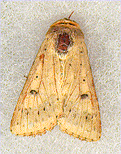 corn earworm moth