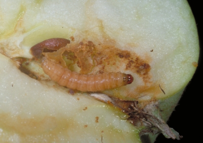 Webbing clothes moth larva (left) and fecal pellets (right).