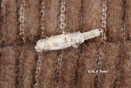 Clothes Moths Entomology