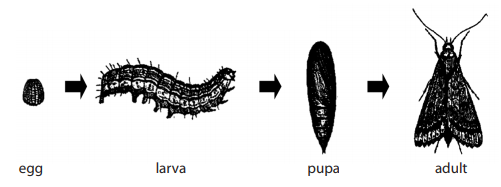 complete metamorphosis