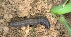 Cutworm