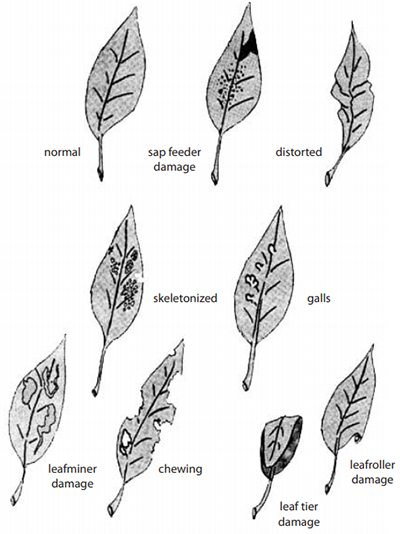 Types of insect injury to plants.