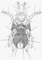 House Dust Mite  Pest Information & Prevention Tips