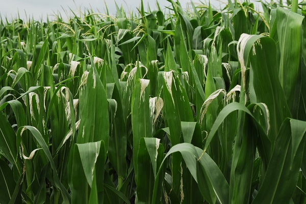 Leaf tip damage caused by corn rootworm adutls.