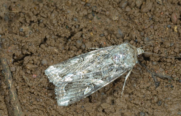 fall armyworm moth