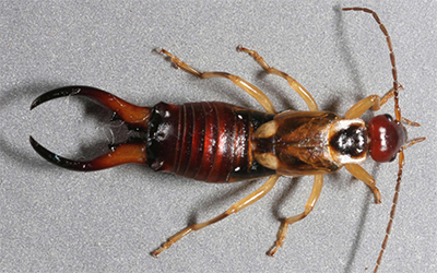 earwig