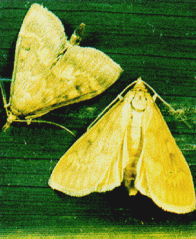 European corn borer moth