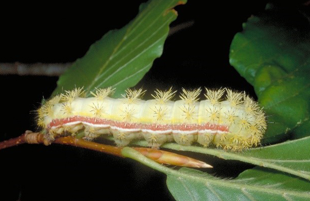 Watch out for the stinging Io moth caterpillars in South Florida