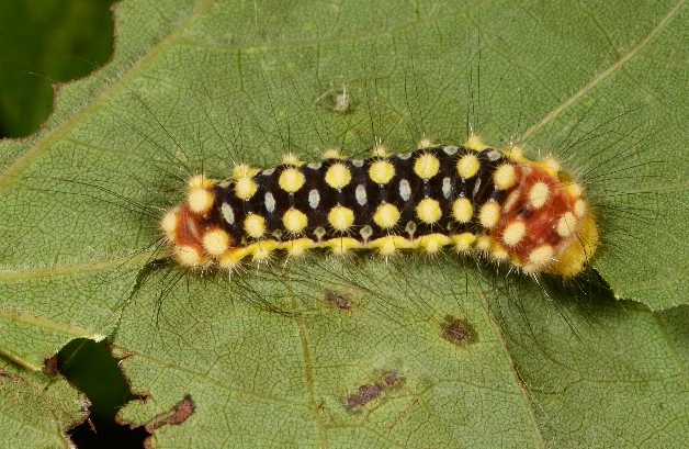 white flannel moth caterpillar