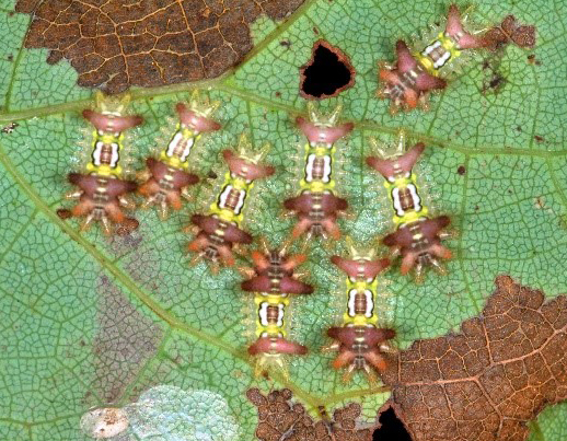 small saddleback caterpillars