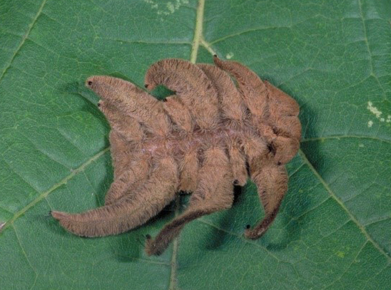 hag moth caterpillar