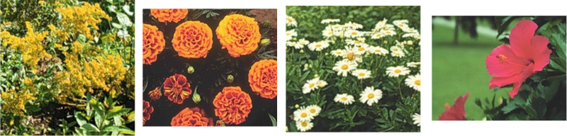 Goldenrod, Marigold, Oxeye Daisies, and Hibiscus