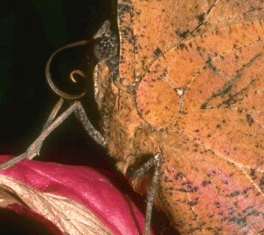Detail of Butterfly Mouthparts