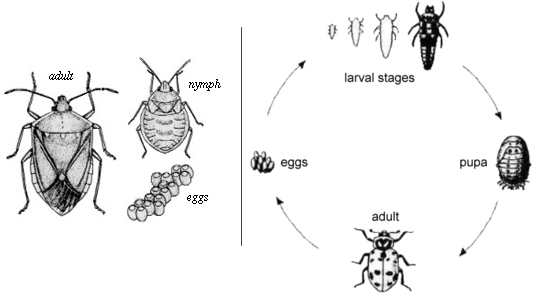 ground beetle life cycle