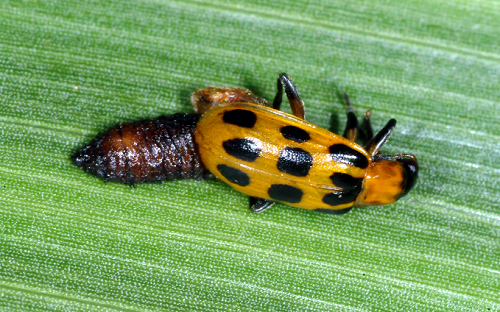 cucumber beetle with parasitoid