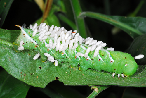 hornworm with parasitoids