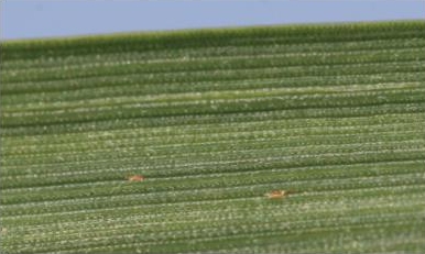 Hessian fly eggs