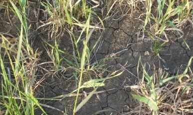 Thin stand and stunted plants resulting from a severe Hessian fly infestation