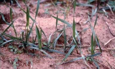 Wheat tillers that are infested early have shortened leaf sheaths