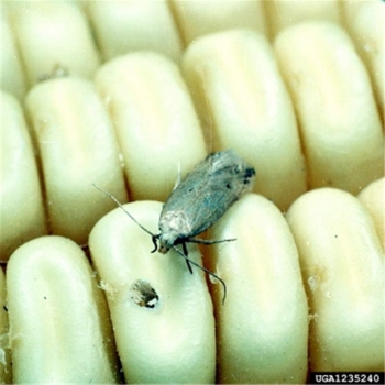 Angoumois grain moth (AGM) 