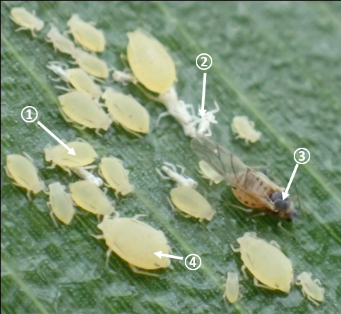 SCA lifecycle