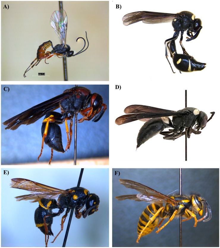 Wasp Species Found in Hemp Entomology