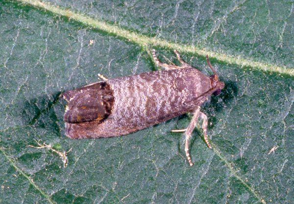 Fruit tree moth sticky trap with pheromone lure to monitor insect