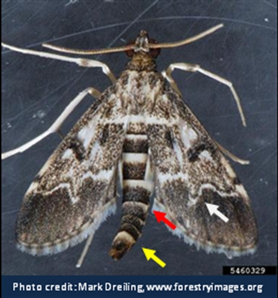 European Pepper Moth