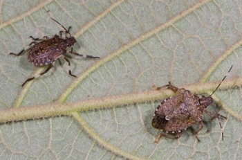 Brown Marmorated Stinkbug in the Home Garden