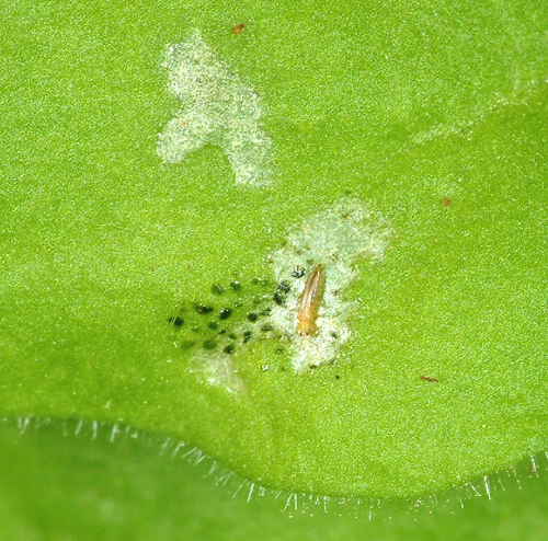 Thrips - itsy bitsy insects on flowers and leaves, are they good