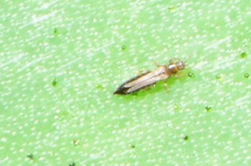 Impatiens thrips - Biocontrol, Damage and Life Cycle